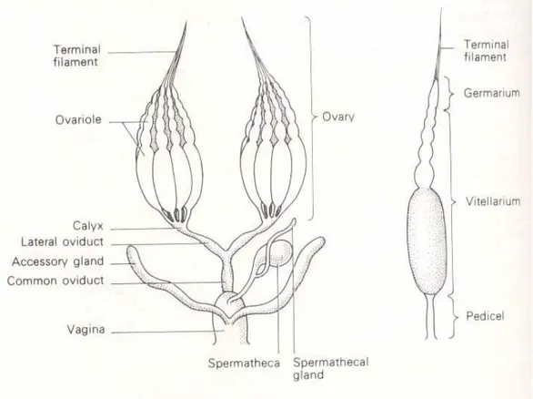 Gambar 5.5 Struktur Organ Reproduksi Mammalia (betina)