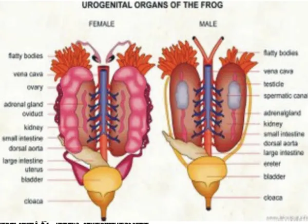 Gambar 5.7 Organ Reproduksi Katak