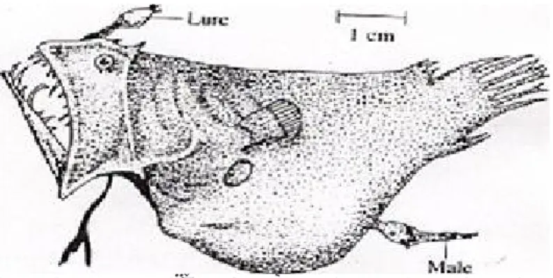 Gambar 5.1. Ikan anglerfish (Ceratias)yang memperlihatkan ukuran tubuh ikan jantan yang jauh lebih kecil ukurannya dibanding betinanya