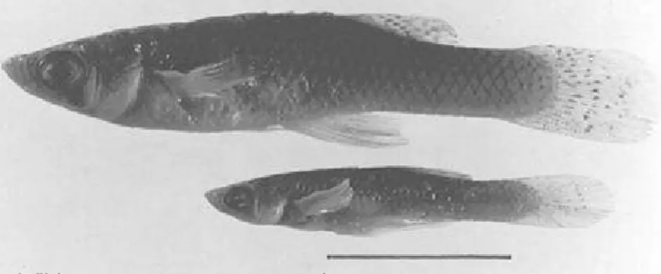 Gambar 5.2. Ikan Gambusia affinis. Ikan yang di atas adalah betina.