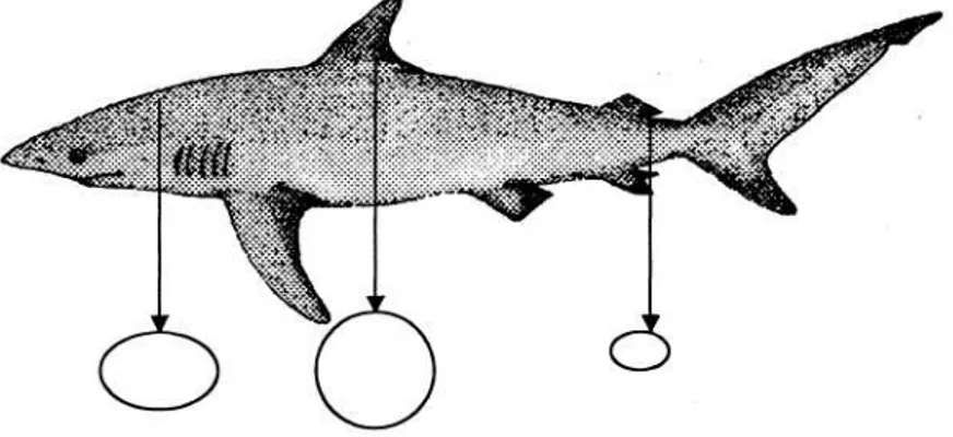 Gambar 1. Bentuk morfologi umum dan potongan tubuh ikan cucut 