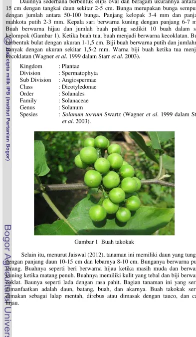 Gambar 1  Buah takokak 