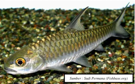 Gambar 1. Ikan Tor soro. 
