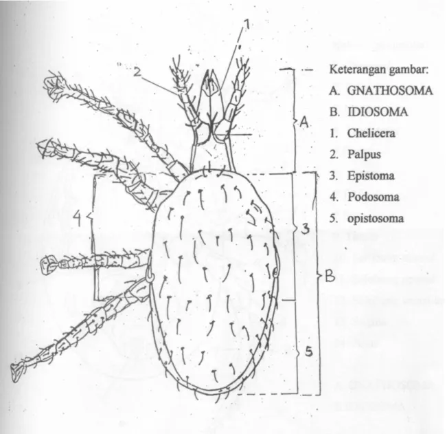Gambar I.3. Struktur bagian dorsal Acarina (Ordo : Mesostigmata) 