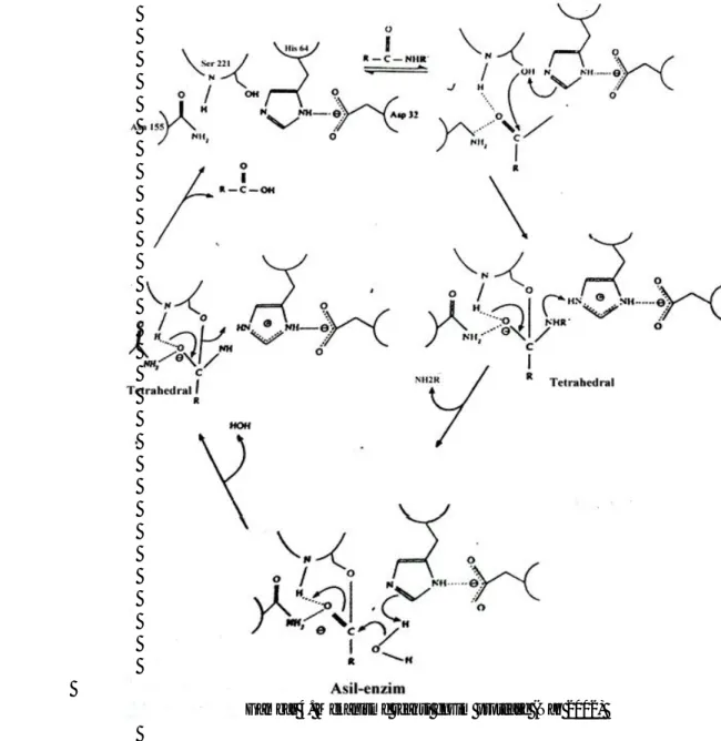 Gambar 4. Mekanisme reaksi enzim protease (Naz 2002) 