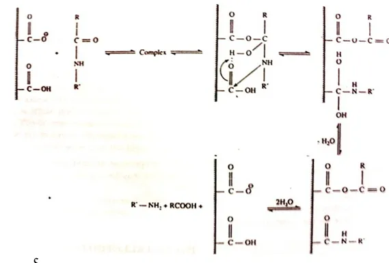 Gambar 5. Reaksi pemecahan ikatan peptida oleh enzim pepsin menghasilkan asam amino  (Naz 2002) 