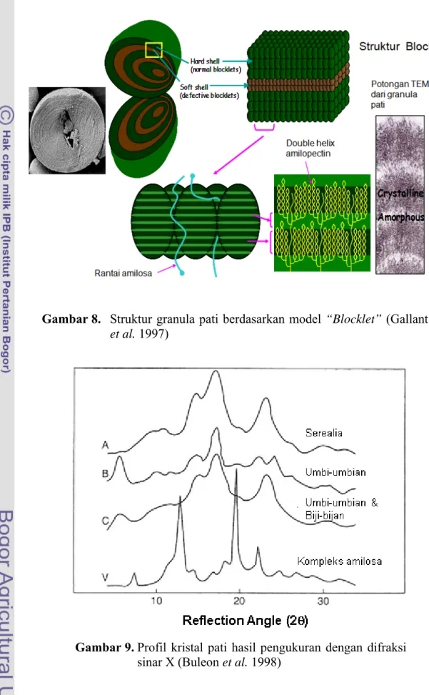 Gambar 9. Profil kristal pati hasil pengukuran dengan difraksi  sinar X (Buleon et al