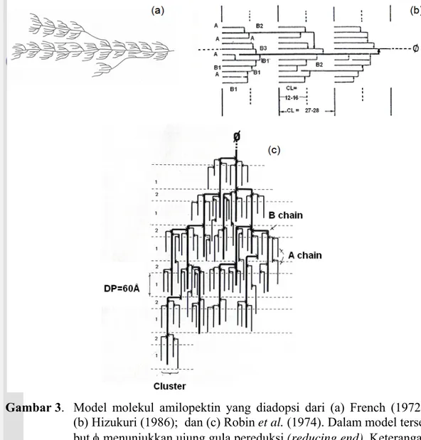 Gambar 3.  Model molekul amilopektin yang diadopsi dari (a) French (1972); 