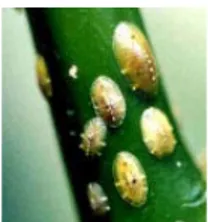 Gambar 4. Kutu hijau menyerang cabang tanaman kopi (Hindayana et. al.,  2002). 