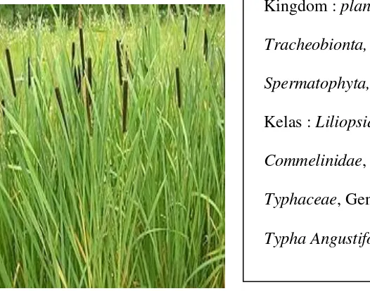 Gambar 3. Klasifikasi Tanaman Cattail (Thypa Angustifolia) 