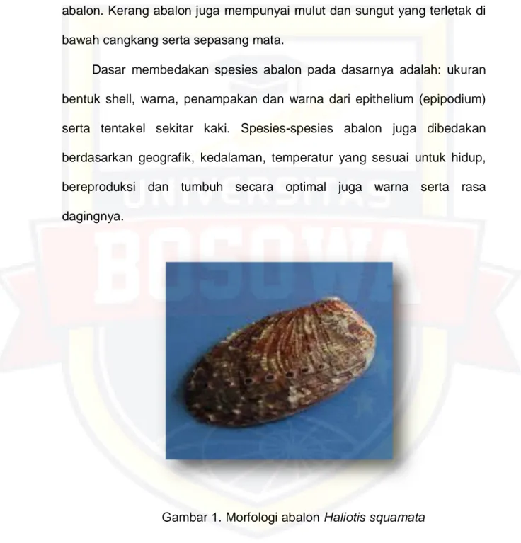 Gambar 1. Morfologi abalon Haliotis squamata