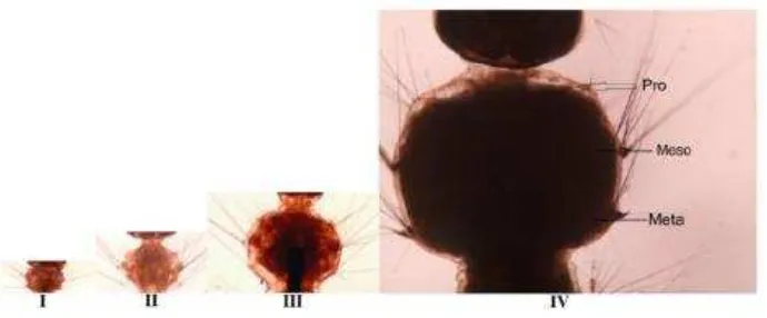 Gambar 3. Bagian dorsal kepala dan leher larva Aedes aegypti dengan perbesaran108x. Pal-palatum, Mo Br- Mouth brush, Ant- Antenna, Ey- Eye, Nk- Neck, I-Instar 1, II- Instar 2, III- Instar 3, IV- Instar 4 (Sumber: Bar & Andrew, 2013)