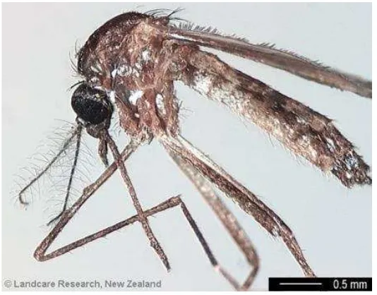 Gambar 7. Nyamuk Aedes aegypti (© Landcare Research, 2013)