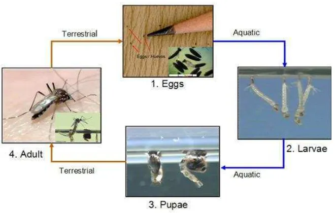 Gambar 8. Siklus Hidup Nyamuk Aedes aegypti (Sumber: CDC, 2012)