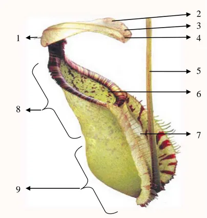 Gambar 2.1 Morfologi Kantung Nepenthes spp.  