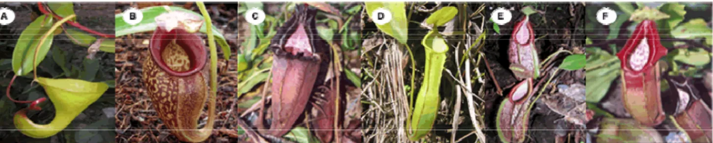 Gambar 1. Jenis-jenis Nepenther yang ditemukan di suaka alam Sulasih – Talang, Sumatera Barat