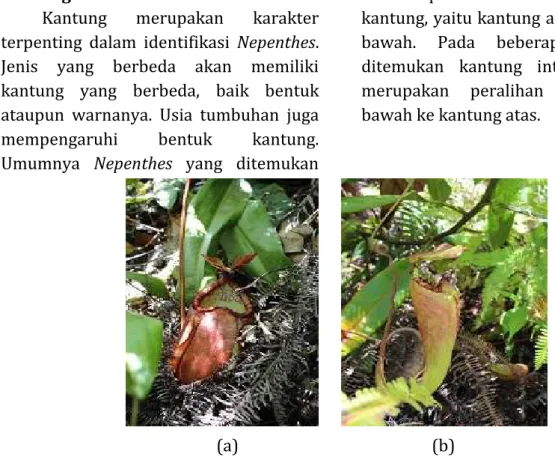 Gambar 1. Bentuk kantung atas dan kantung bawah pada N. sumatrana (a) Kantung  bawah berbentuk gelas tambun, (b) Kantung atas berbentuk terompet 