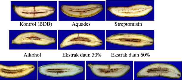 Gambar  8.  Hasil  uji  penekanan  pertumbuhan  BDB  pada  buah  pisang  setelah  tiga  hsi