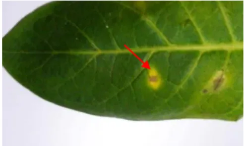 Gambar  5.  Hasil  uji  hipersensitif  pada  daun  tembakau,  pada  bagian  yang   ditunjuk dengan panah  daun  menunjukkan  gejala  nekrosis