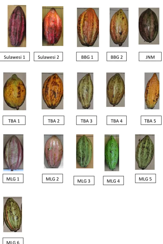 Gambar 2. Fenotipe (morfologi) klon – klon kakao di Kabupaten Luwu 
