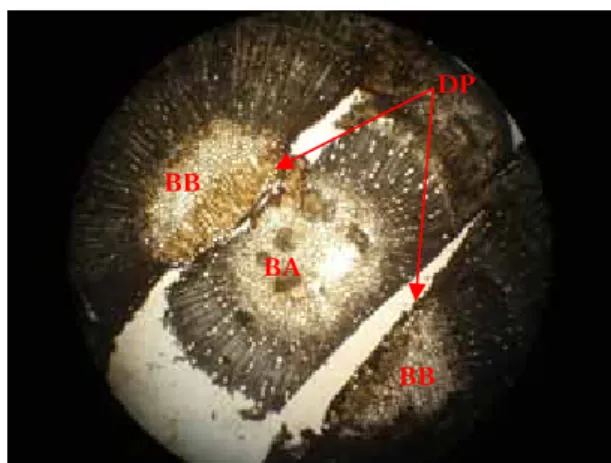 Gambar 1.  Penampang melintang daerah pertautan (DP)  batang atas (BA) dan  batang bawah (BB) pada  grafting tanaman pala yang kompatibel  