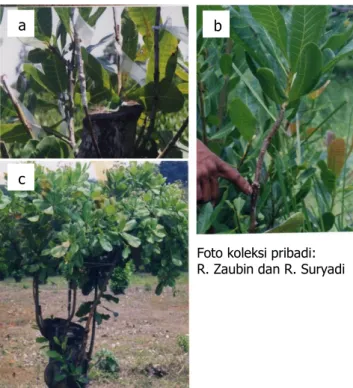 Gambar 4. Pembukaan sungkup dan lilitan (a), sambungan- sambungan-sambungan  yang  berhasil  (b)  dan  pohon  hasil  sambungan  berumur  sekitar  1  tahun  yang  belajar berbunga (c) 