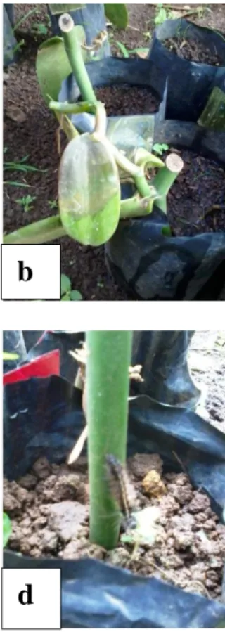 Gambar  1  Penyakit  dan  hama  yang  menyerang  bibit  panili;  a)  busuk  batang,  b)  daun layu , c) siput, d) ulat bulu 