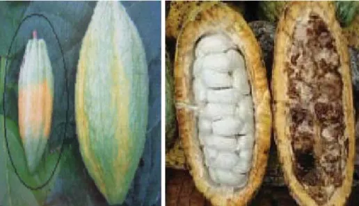 Gambar 1. Gejala serangan hama penggerek buah kakao; warna jingga pada kulit luar (kiri), serta buah sehat dan buah terserang (kanan).