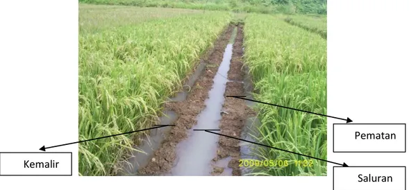 Gambar 5. Kondisi pertanaman padi setelah   pengendalian gulma di pematang sawah 