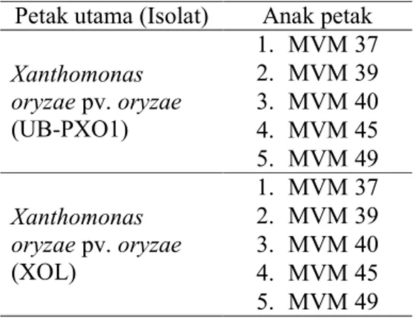 Tabel  1.  Perlakuan  Uji  Ketahanan  Beberapa  Galur  Tanaman  Padi  terhadap  Bakteri Xoo 