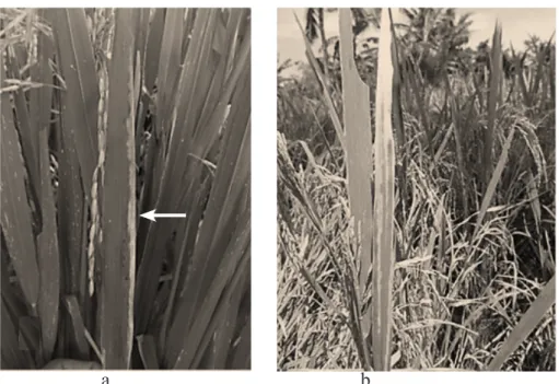 Gambar 1  Gejala penyakit hawar daun bakteri pada daun tanaman padi. a fase vegetatif, gejala  yang dimulai dari tepian daun yang berubah keabu-abuan; b fase generatif, gejala yang dimulai  dari bagian ujung dan tepian tulang daun yang menjadi keabu-abuan 