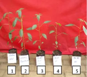 Tabel 1.   Tinggi tanaman cabai kultivar Tit Segitiga  (Plant height of chili cultivar Tit Se- Se-gitiga)