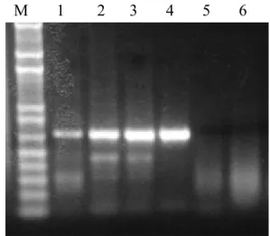 Gambar 3.  Amplifikasi CMV dari tanaman cabai dengan metode RT-PCR menggunakan primer  spesifik CMV (CMV amplification from chilli plant with RT-PCR method using specific  primer of CMV)