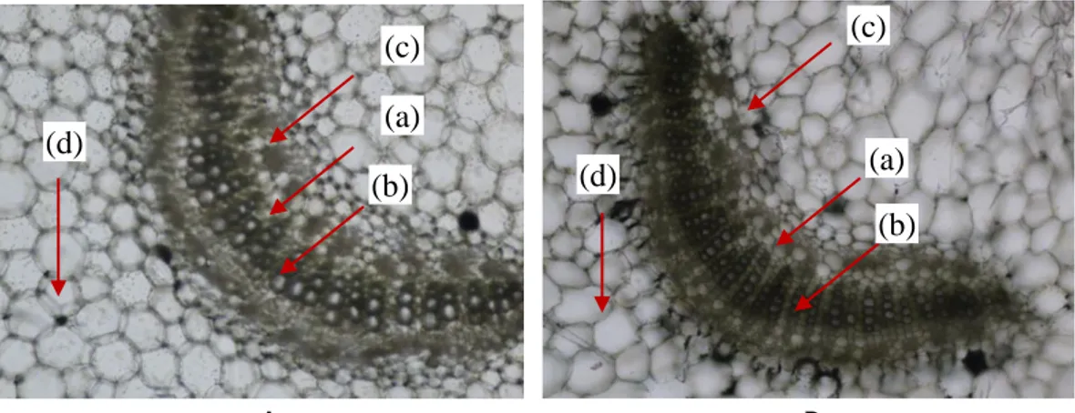 Gambar 3. Penampang melintang jaringan petiol daun sehat (A) dan sakit (B). (a) Pembuluh xylem,  (b)  Pembuluh  floem,    (c)  Kelenjar  secretory;  (d)  Jaringan parenchym