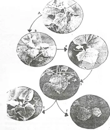 Gambar 3.  Gejala yang timbul pad a uji hayati; A. Sampel dari lapang, B &amp; E. 