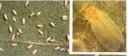 Foto 2. Serangga Bemisia tabaci dewasa