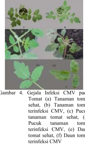 Gambar  4.  Gejala  Infeksi  CMV  pada  Tomat  (a)  Tanaman  tomat  sehat,  (b)  Tanaman  tomat  terinfeksi  CMV,  (c)  Pucuk  tanaman  tomat  sehat,  (d)  Pucuk  tanaman  tomat  terinfeksi  CMV,  (e)  Daun  tomat  sehat,  (f)  Daun  tomat  terinfeksi CMV 