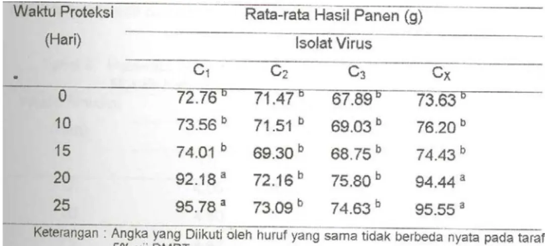 Tabel 8.  Rata-rata Hasil Panen (g) dari Uji Proteksi Beberapa Isolat Virus Mosaik  Ketimun dan Waktu Proteksi 