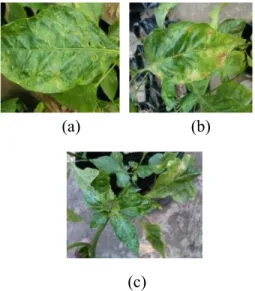 Gambar 2. Gejala serangan TMV pada  daun  tanaman  cabai  rawit  (a)  Gejala  mosaik;  (b)  Gejala  nekrotik;  (c)  Gejala malformasi