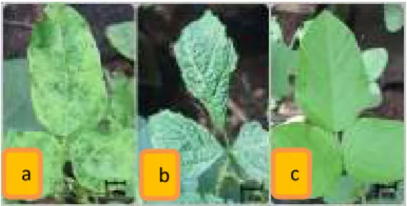 Tabel 4. Gejala Serangan Soybean Mosaic  Virus Pada Tanaman Indikator  Tanaman 