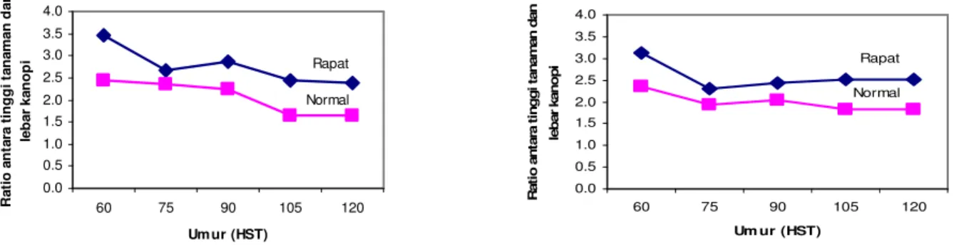 Gambar 1. Nisbah antara tinggi tanaman dan lebar kanopi (a) galur okra 98040/3 dan (b) Kanesia 8 pada sistem tanam rapat dan normal  Figure 1