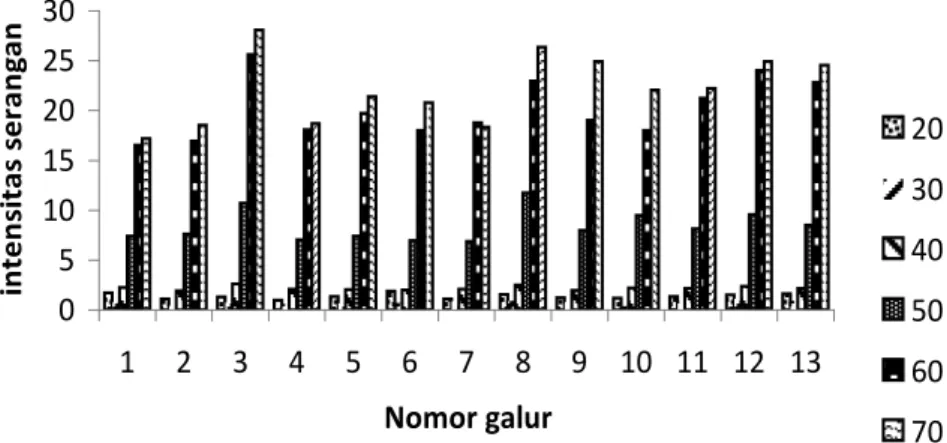 Gambar 2. Rata-rata intensitas serangan thrips pada 10 rumpun   contoh kacang tanah. Probolinggo, MK II