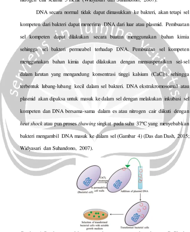 Gambar  4. Pembuatan  sel  kompeten  dengan  menggunakan  larutan  CaCl 2   dan  proses transformasi  (Sumber:  Das dan  Dash, 2015) 