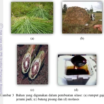Gambar 3  Bahan yang digunakan dalam pembuatan silase: (a) rumput gajah; (b) 