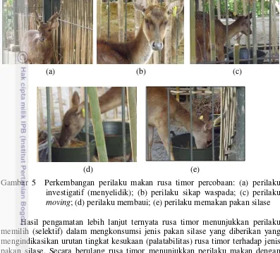 Gambar 5  Perkembangan perilaku makan rusa timor percobaan: (a) perilaku investigatif (menyelidik); (b) perilaku sikap waspada; (c) perilaku moving; (d) perilaku membaui; (e) perilaku memakan pakan silase 