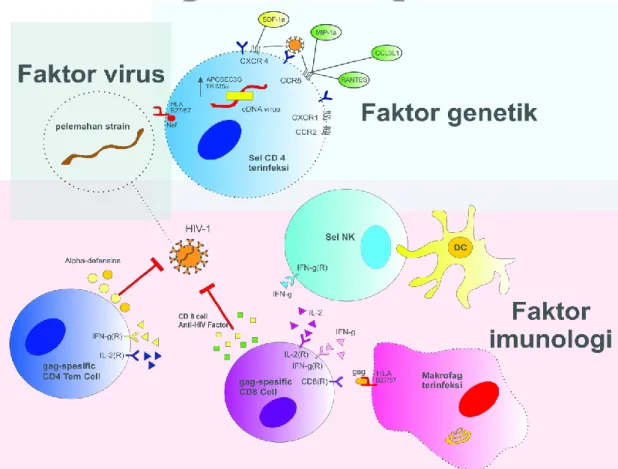 Gambar  4.  Faktor  Virus,  Genetik  dan  Imunologi  Terkait  Kontrol  Jangka  Panjang  Infeksi HIV-1 (Poropatich dan Sullivan, 2011) 