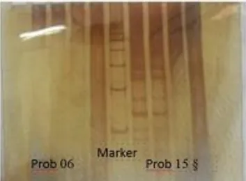 Gambar  1  menunjukkan  bahwa  Prob  06  tidak  menunjukkan  pita-pita  DNA.  Tidak  munculnya  pita-pita  DNA  pada  lokus  tersebut  dapat  disebabkan  oleh berbagai faktor meliputi: tidak tepatnya suhu dalam proses  annealing time  pada  proses  amplifi