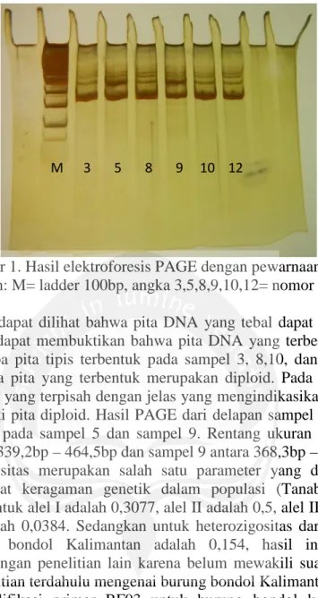 Gambar 1. Hasil elektroforesis PAGE dengan pewarnaan perak  Keterangan: M= ladder 100bp, angka 3,5,8,9,10,12= nomor individu 