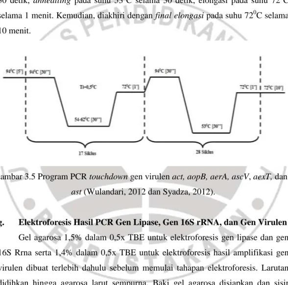 Gambar 3.5 Program PCR touchdown gen virulen act, aopB, aerA, ascV, aexT, dan  ast (Wulandari, 2012 dan Syadza, 2012)
