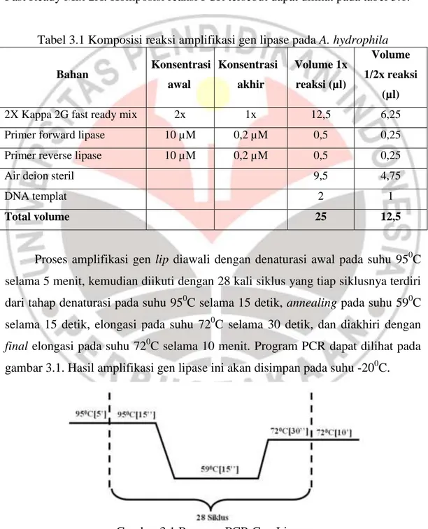 Tabel 3.1 Komposisi reaksi amplifikasi gen lipase pada A. hydrophila 